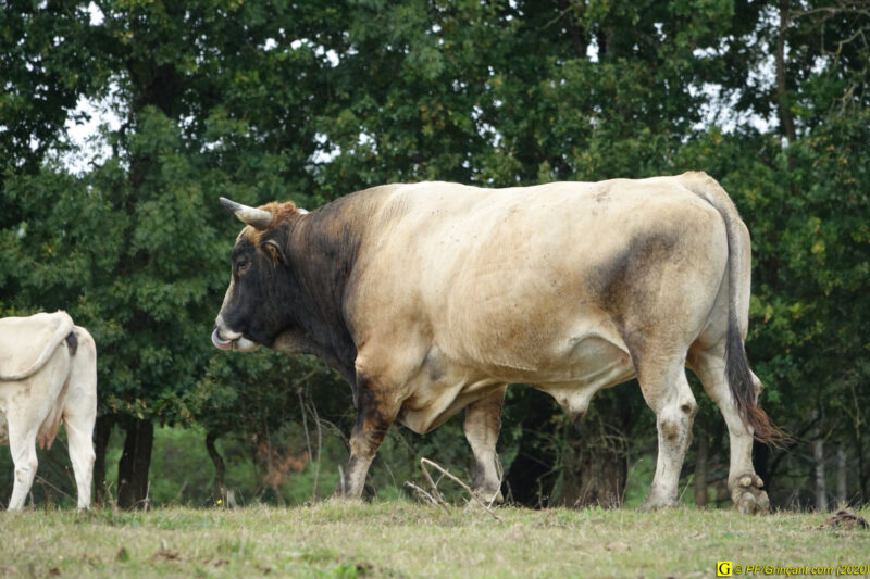 Le taureau du lac – 2