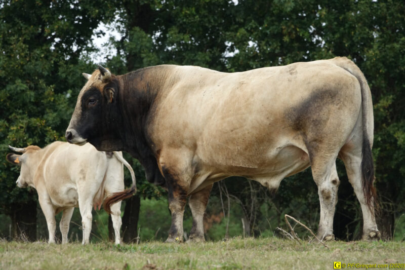 Le taureau du lac – 3