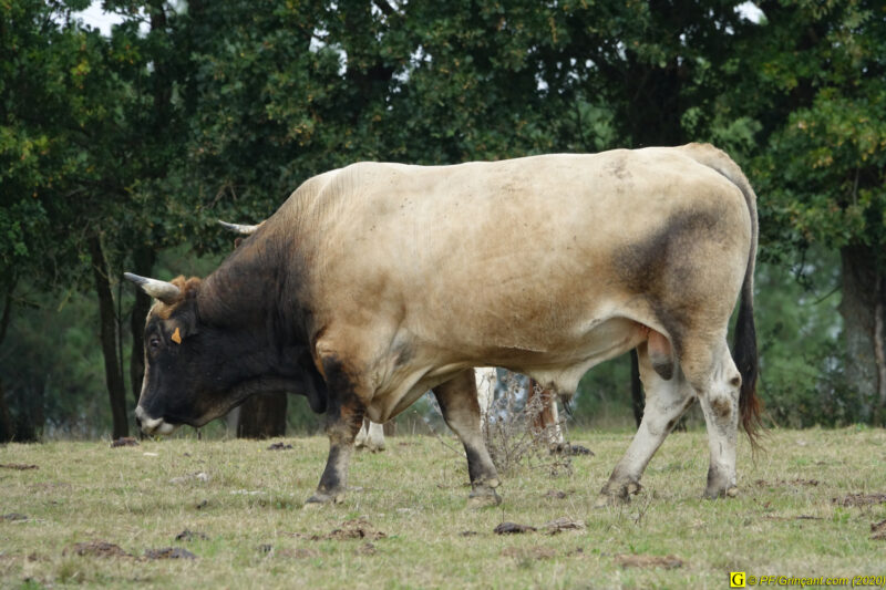 Le taureau du lac – 4