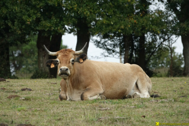 Vache sereine