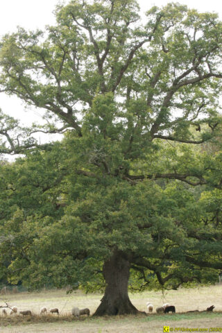 Chêne et moutons – 1