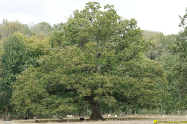 Chêne et moutons – 2
