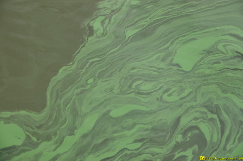 Volutes d'algues vertes – 1