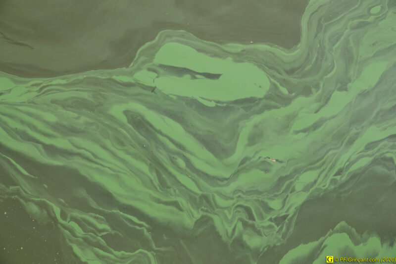 Volutes d'algues vertes – 2