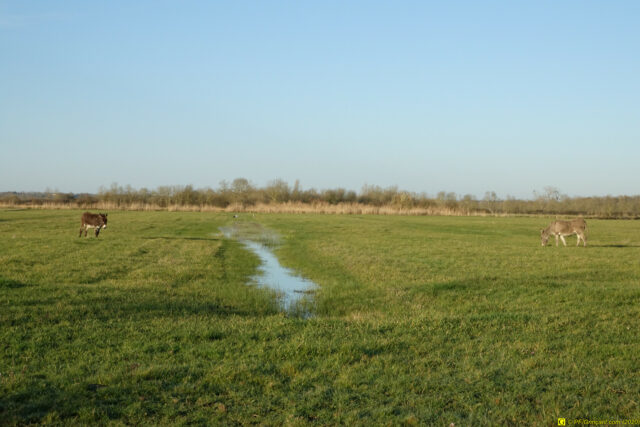 2 ânes, 1 cigogne, 1 héron