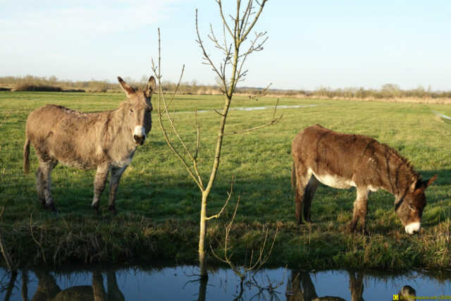 Les deux ânes