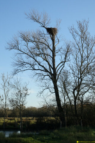 Nid de cigogne perché sur un arbre