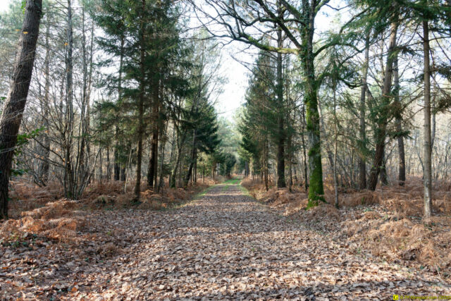 25/11/2020 — Balade en forêt — 1