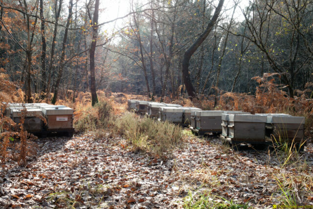 25/11/2020 — Balade en forêt — 2