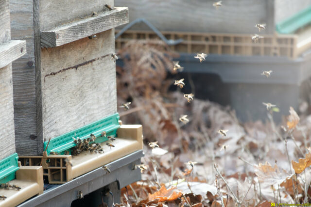 25/11/2020 — Balade en forêt — 3