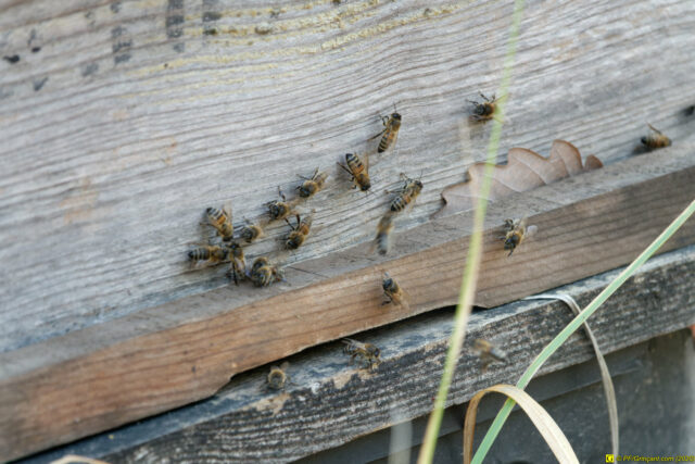 25/11/2020 — Balade en forêt — 4