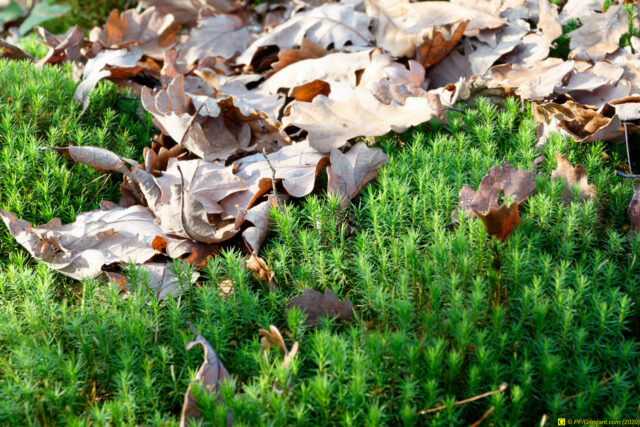 25/11/2020 — Balade en forêt — 6