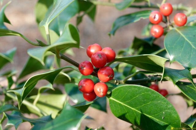 25/11/2020 — Balade en forêt — 7