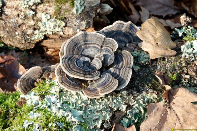 25/11/2020 — Balade en forêt — 8