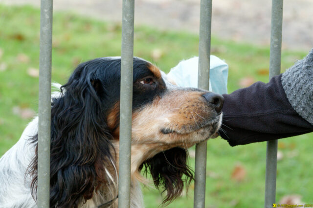 25/11/2020 — Balade en forêt — 9