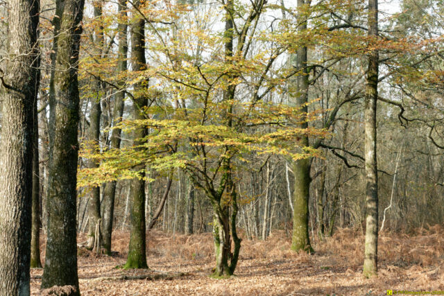 25/11/2020 — Balade en forêt — 10