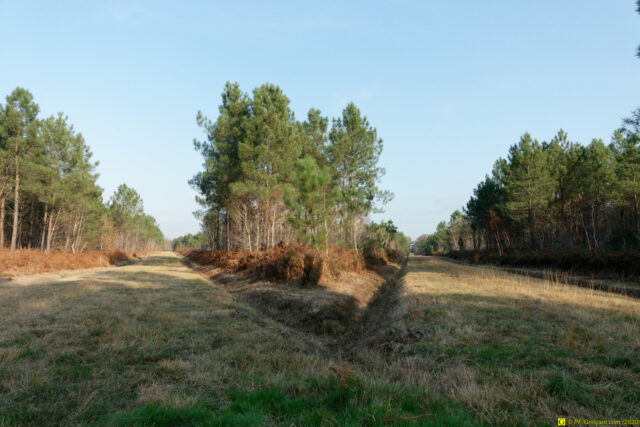 25/11/2020 — Balade en forêt — 11