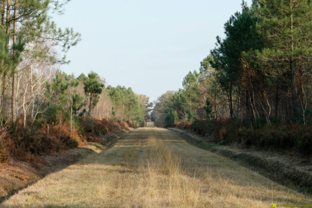25/11/2020 — Balade en forêt — 12