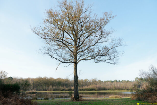 25/11/2020 — Balade en forêt — 14