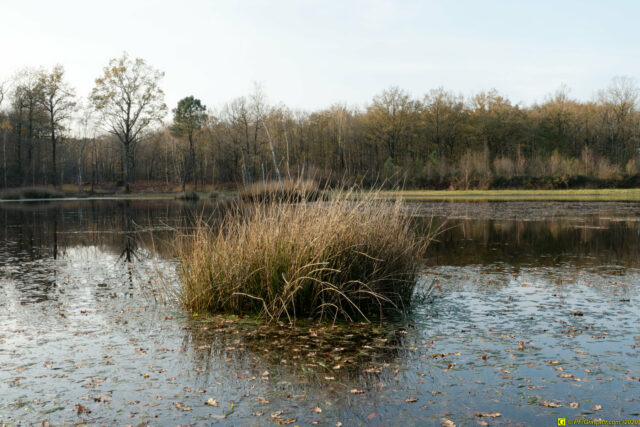 25/11/2020 — Balade en forêt — 15