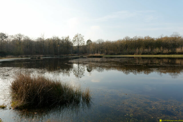 25/11/2020 — Balade en forêt — 16