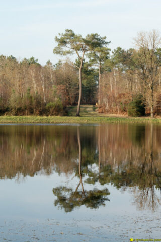 25/11/2020 — Balade en forêt — 17