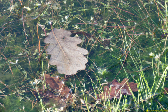 25/11/2020 — Balade en forêt — 18