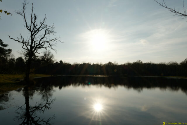 25/11/2020 — Balade en forêt — 19