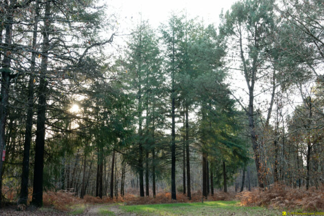 25/11/2020 — Balade en forêt — 20