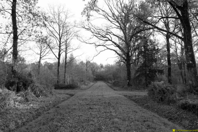 25/11/2020 — Balade en forêt — 21