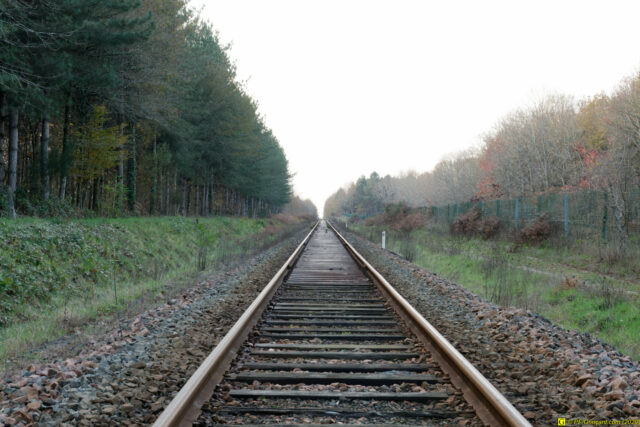 25/11/2020 — Balade en forêt — 24