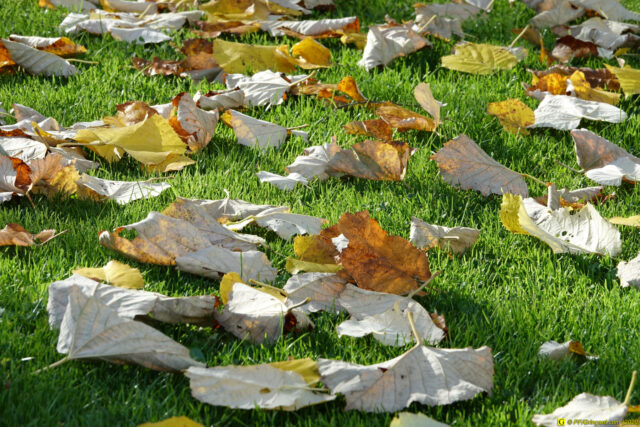 20/11/2020 — Balade en ville — 2