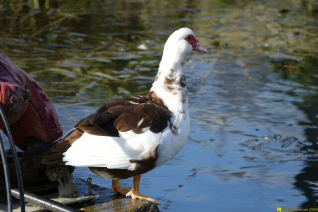 20/11/2020 — Balade en ville — 7