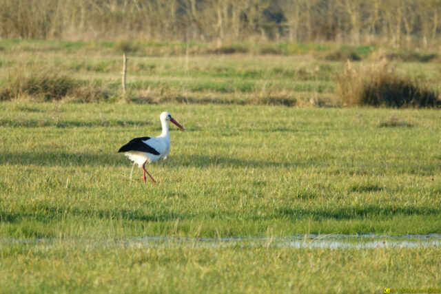 La cigogne (1)