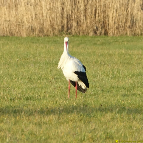 La cigogne (2)