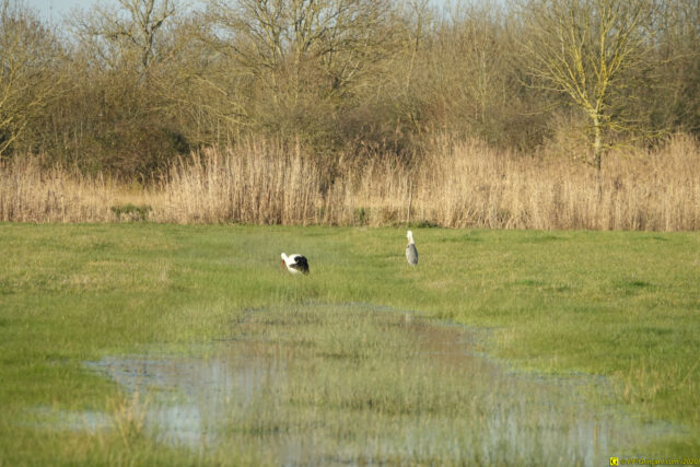 Une cigogne et un héron