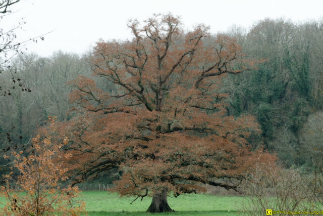 3 – Mon arbre fétiche, un chêne