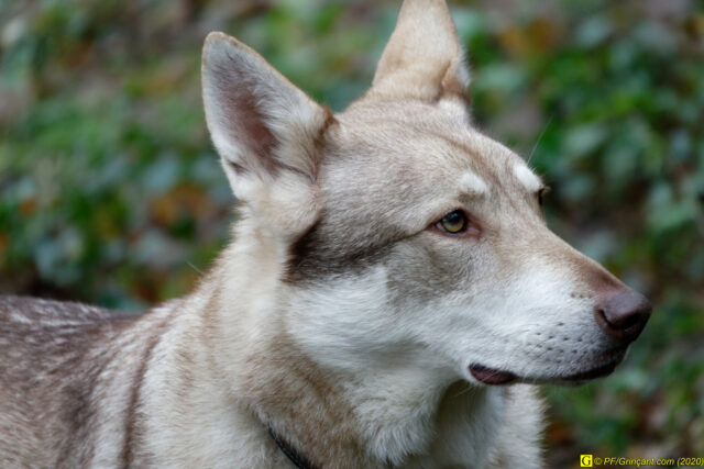 6 – Un collier, c'est un chien-loup