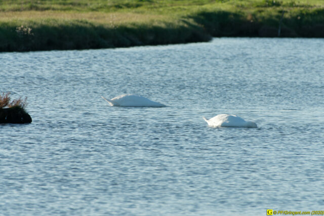 04 - Escapade du 29 novembre 2020 — Moments complotistes