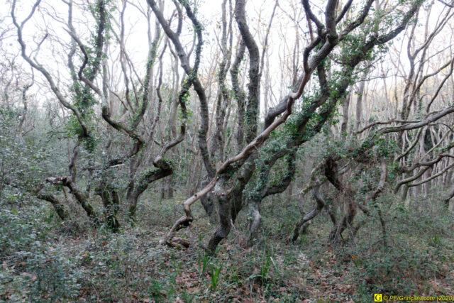 07 - Escapade du 29 novembre 2020 — Moments complotistes