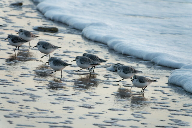 14 - Escapade du 29 novembre 2020 — Moments complotistes