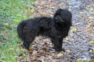 Bestiole noire - Rencontre du 08/12/2020