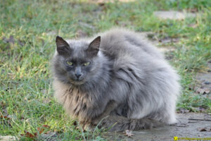 Chat gris - Rencontre du 08/12/2020