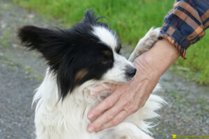 Chien joyeux - Rencontre du 08/12/2020