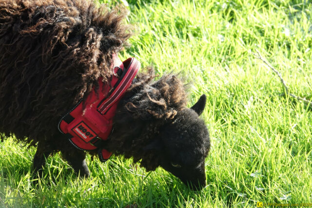 Broussaille, brebis de compagnie