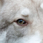 L'œil de la louve