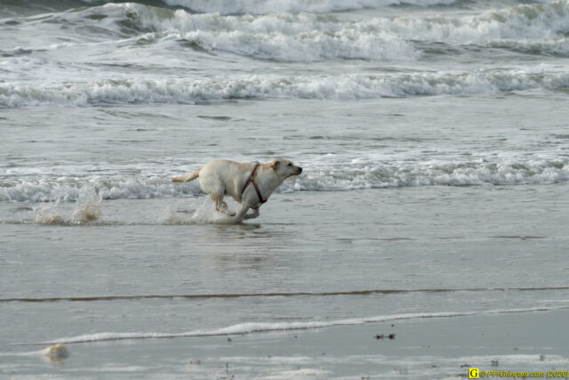 Chien en cavale vers 2021