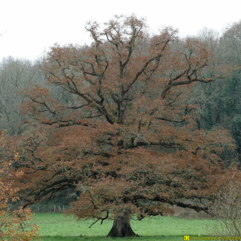 Mon arbre — La photographie d'origine