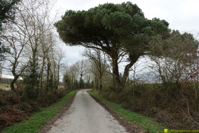 Bitume et pin parasol