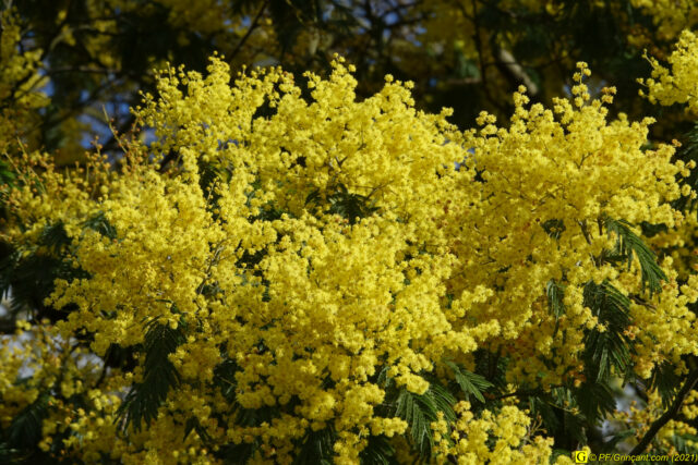 Fleurs de mimosa